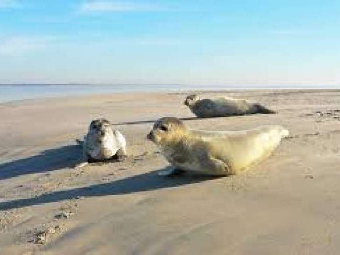 Seal watching